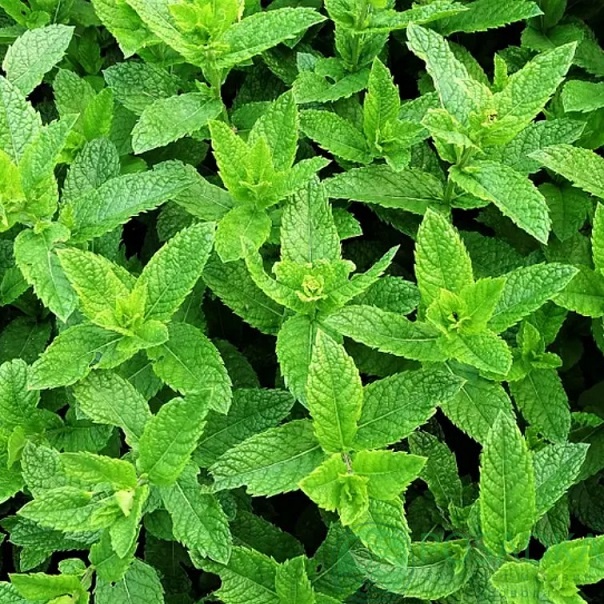 картинка Мята грушевая (Mentha Pyrus) 
