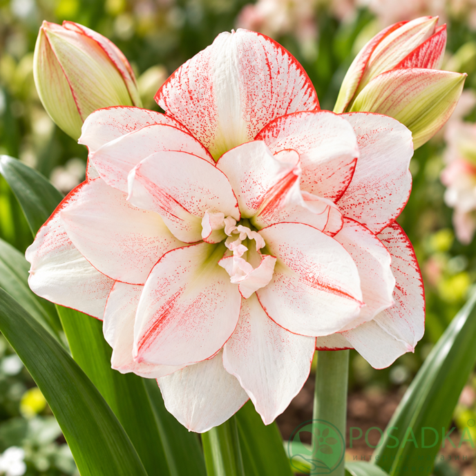 картинка Амариллис Striped Amadeus 