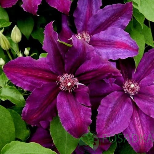 картинка Клематис Kacper 