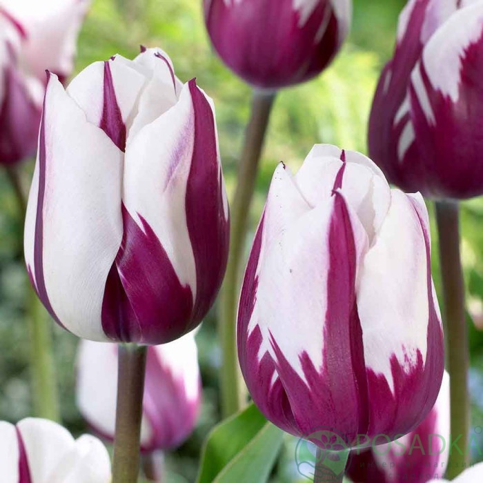 картинка Тюльпан Flaming Flag (3 шт) 