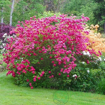 картинка Азалия крупноцветковая Homebush 