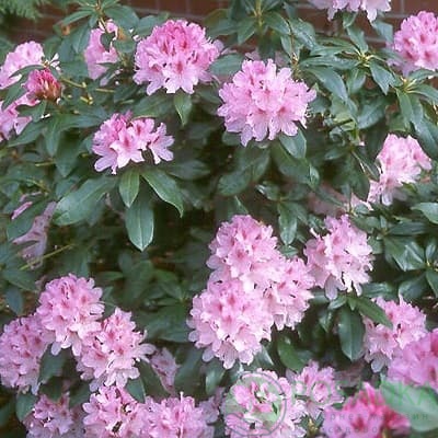 картинка Рододендрон гибридный Cheer 