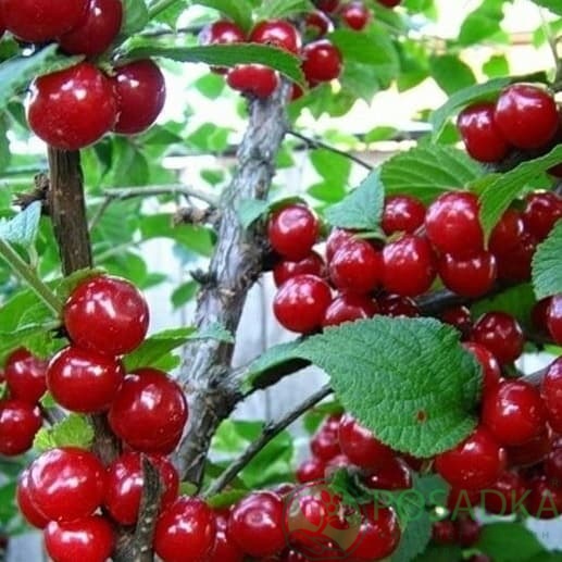 картинка Вишня войлочная Алиса 