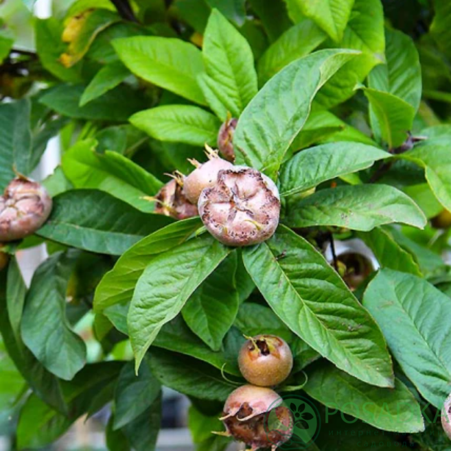 картинка Мушмула германская Ноттингем 