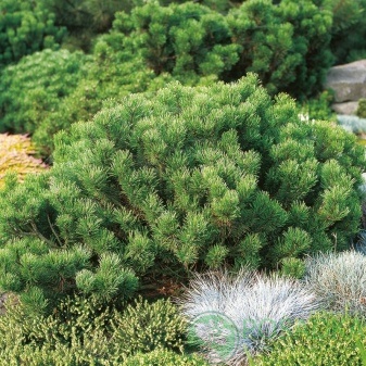 картинка Сосна горная Монтана 