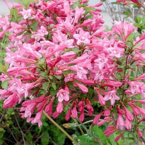 картинка Вейгела Пинк Принцесс 