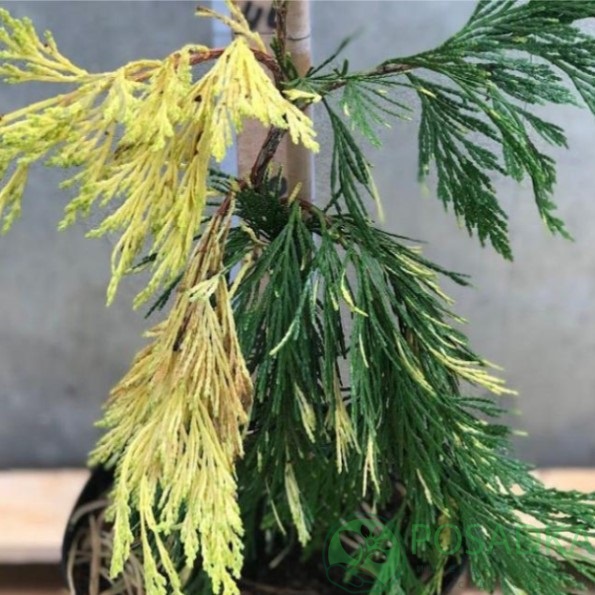 картинка Калоцедрус низбегающий Aureovariegata 