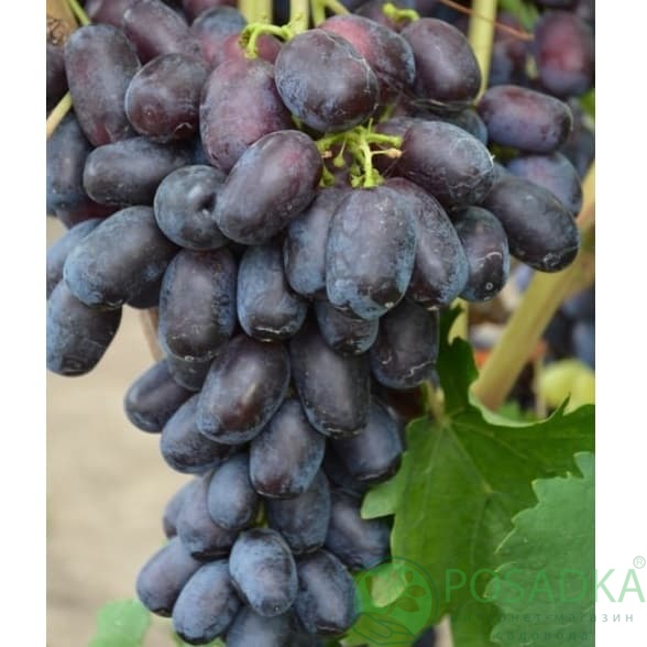 картинка Виноград Лорано 