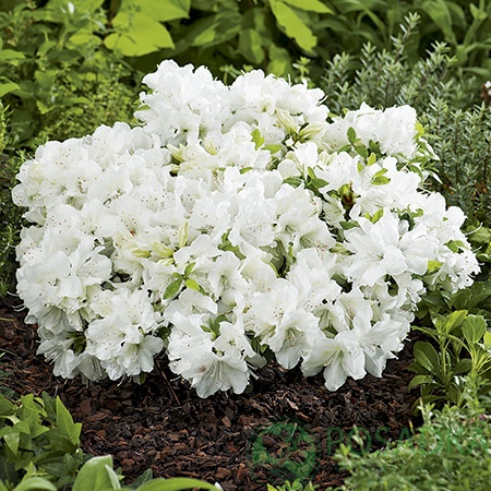 картинка Рододендрон японский Pleasant White 