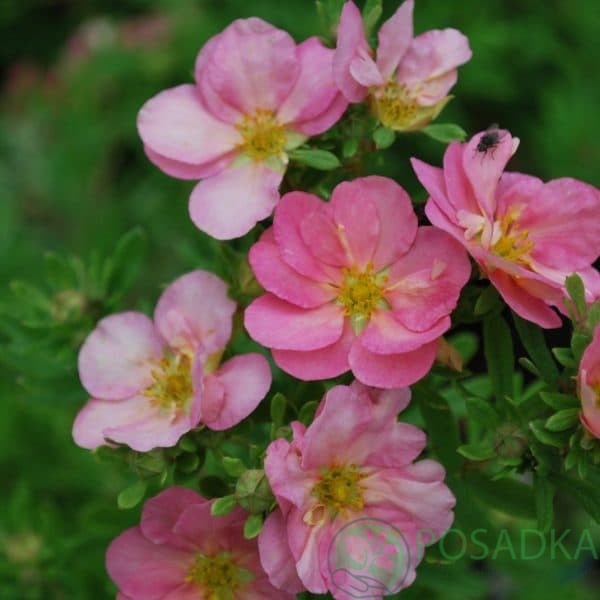 картинка Лапчатка кустарниковая Лавли Пинк 2Л 