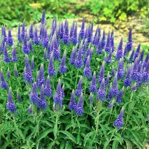 картинка Вероника колосковая Ulster Blue Dwarf 