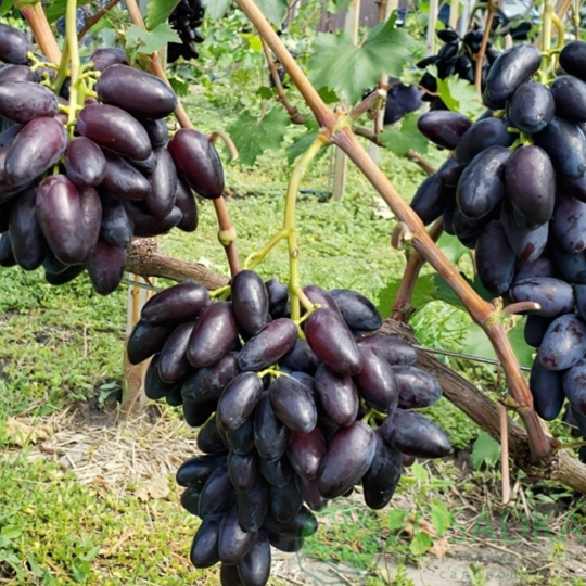 картинка Виноград Днепровский сувенир 