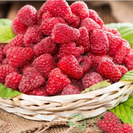 картинка Малина Поемат  картинка Малина Поемат