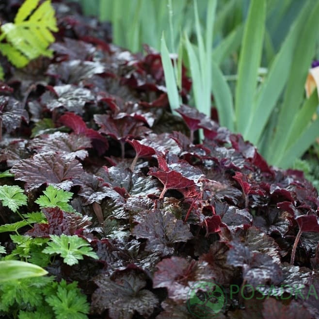 картинка Гейхера Palace Purple 