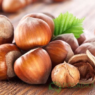 картинка Фундук Шедевр 