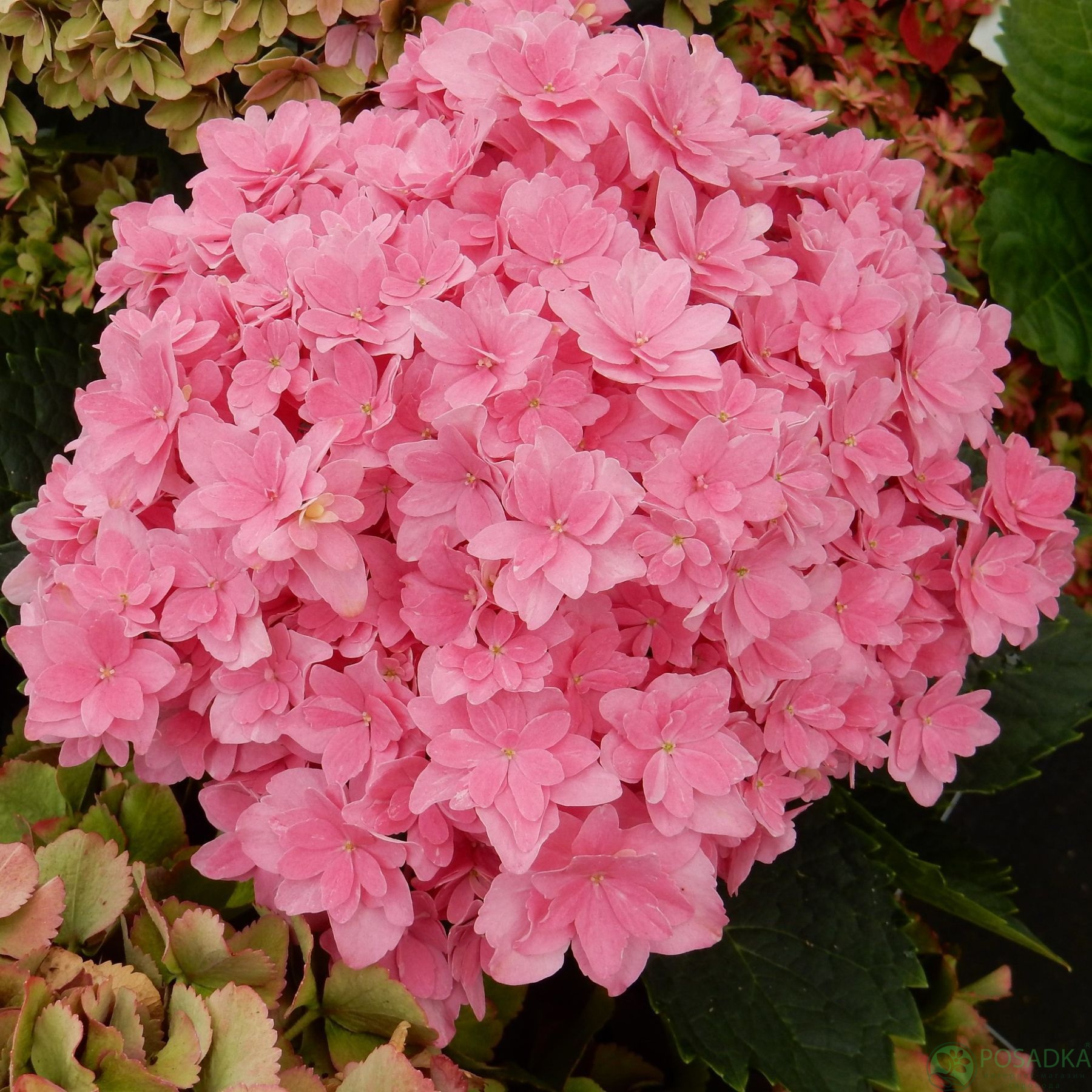 картинка Гортензия крупнолистая Magical Farfalla 