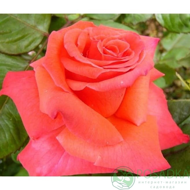 картинка Роза чайно-гибридная Христофор Колумб 