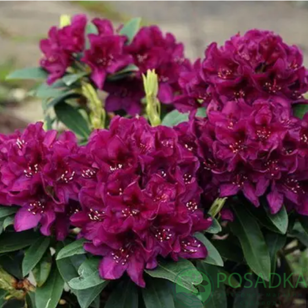 картинка Рододендрон Polarnacht С5  картинка Рододендрон Polarnacht С5