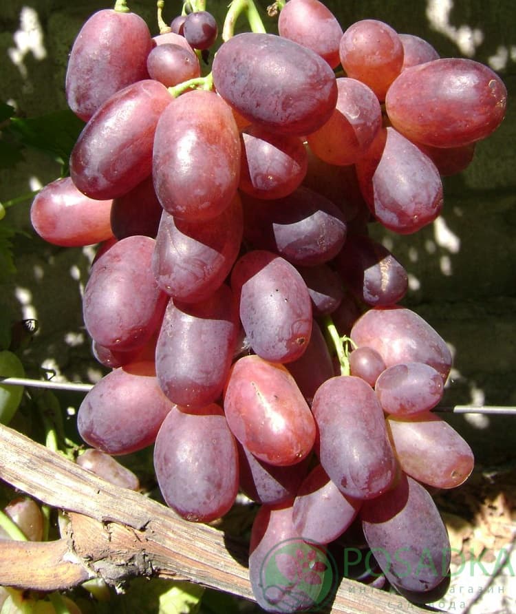 картинка Виноград Кандагар 
