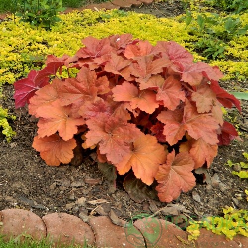 картинка Гейхера Southern Comfort 