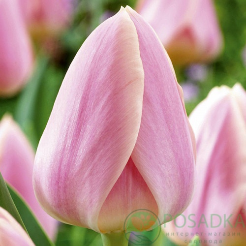 картинка Тюльпан Apricot Delight  картинка Тюльпан Apricot Delight