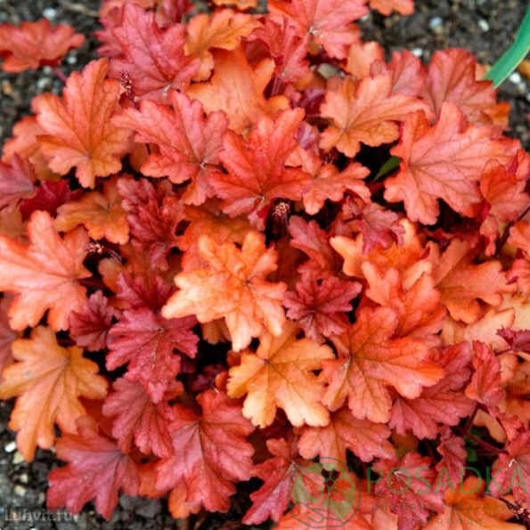 картинка Гейхера Peach Flambe 