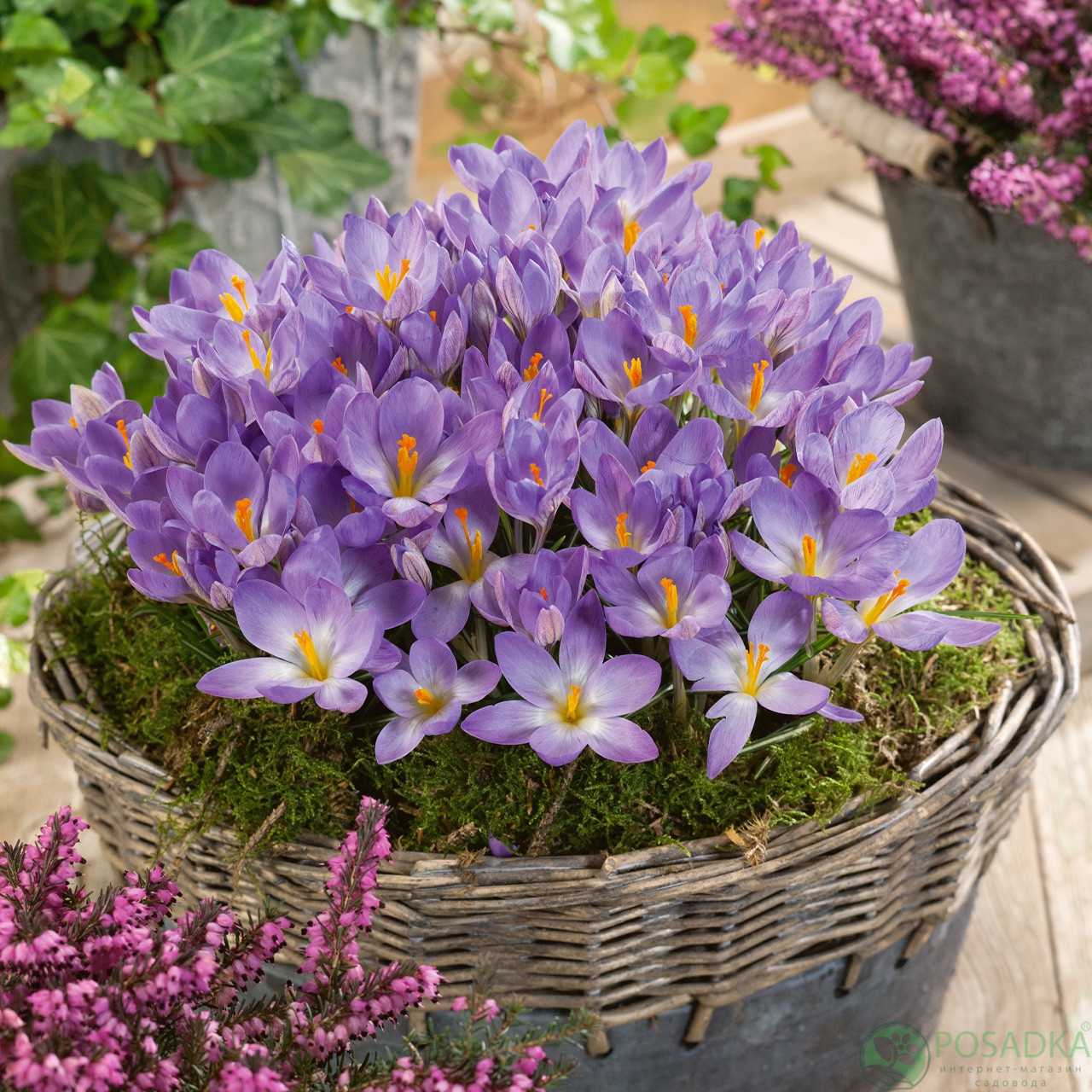 картинка Крокус Rosalind 