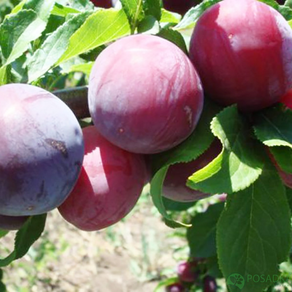 картинка Слива Ренклод альтана 