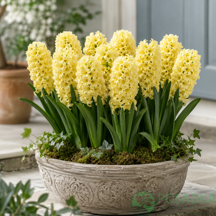 картинка Гиацинт Yellow Queen 