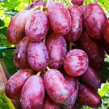 картинка Виноград Розмалин 