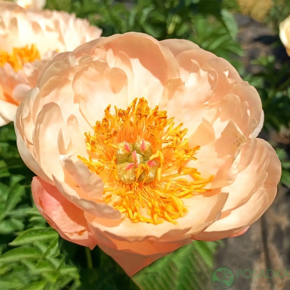 картинка Пион King's Day 