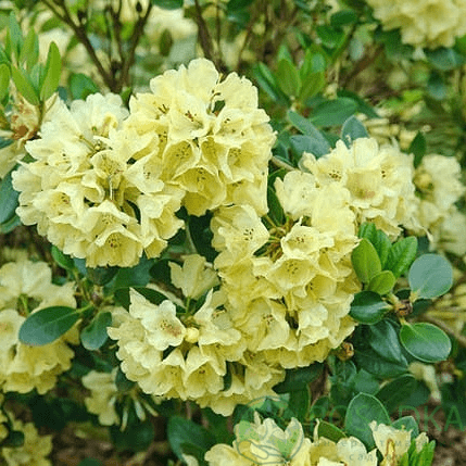 картинка Рододендрон гибридный Goldkrone 