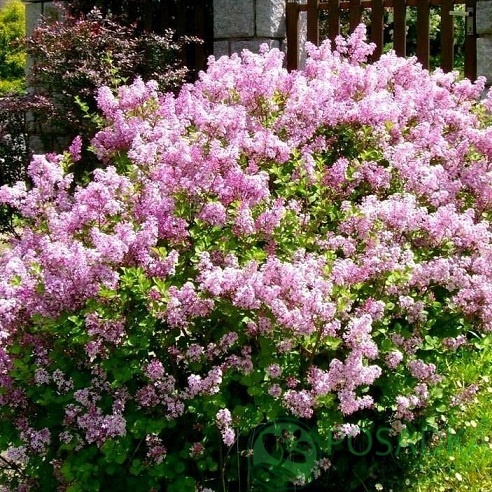 картинка Сирень мейера Flowerfesta Рink 2л 