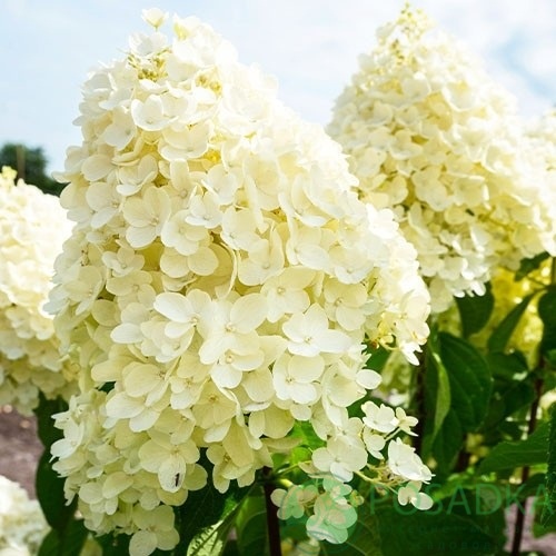 картинка Гортензия метельчатая “Living Summer Snow” 
