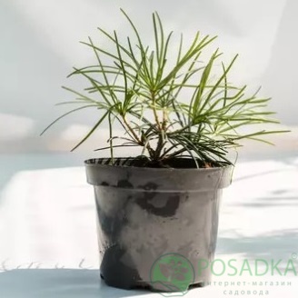 картинка Сциадопитис дихотома 3л 