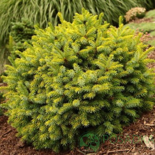 картинка Ель сербская Peve Tijn 