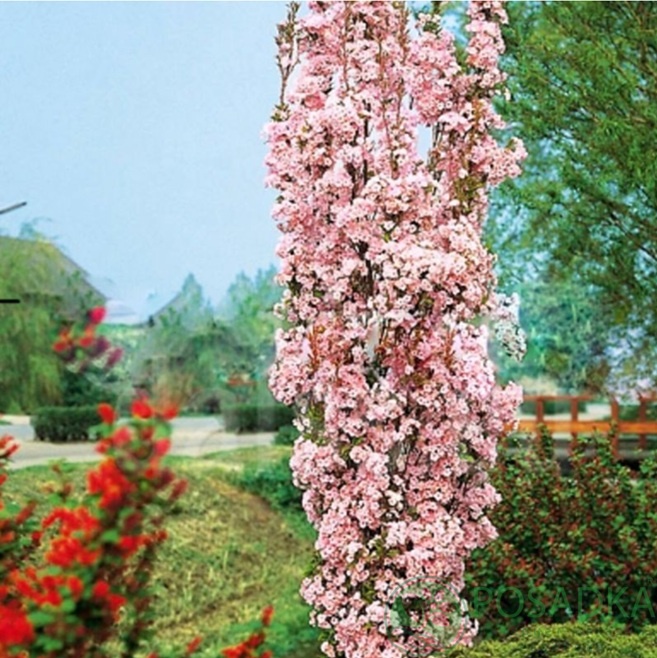 картинка Сакура Аманогава  картинка Сакура Аманогава