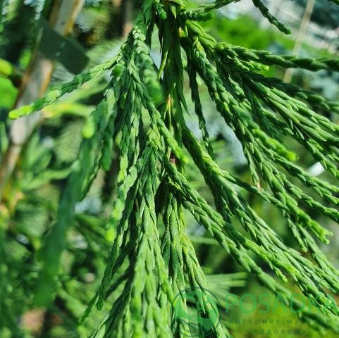 картинка Секвойядендрон вечнозелёный 