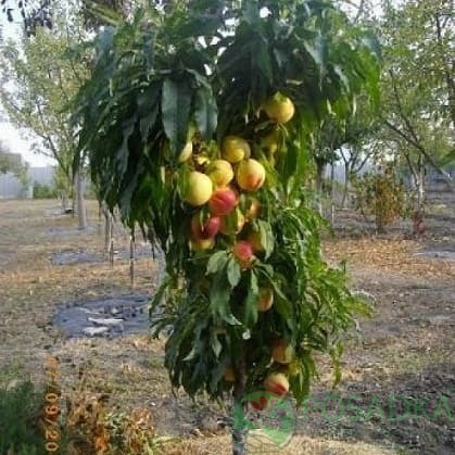 картинка Персик колоновидный Золотой триумф 