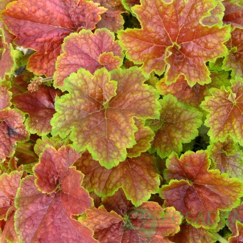 картинка Гейхера Миракл (Miracle) 