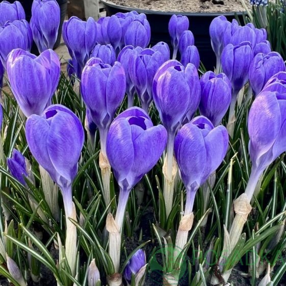 картинка Крокус Hummingbird  картинка Крокус Hummingbird