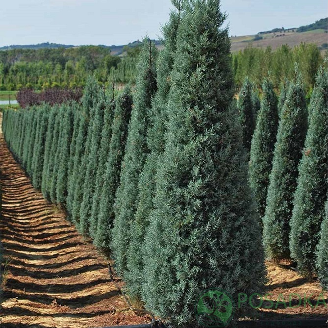 картинка Кипарис аризонский Фастигиата 3л 