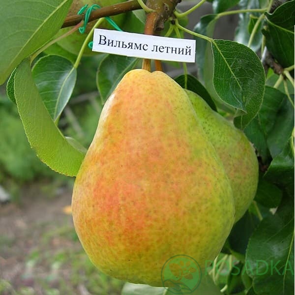 картинка Груша Вильямс летний (Дюшес) 