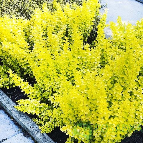 картинка Барбарис Тунберга Golden Horizon 