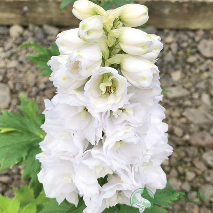 картинка Дельфиниум White (Вайт) 