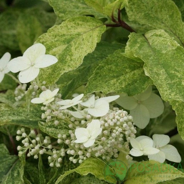 картинка Гортензия метельчатая Shikoku Flash 