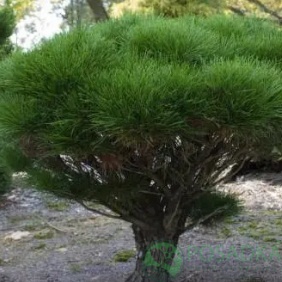 картинка Сосна густоцветковая Алиса Веркаде 2л 