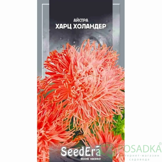 картинка Семена Астра высокорослая Харц Холандер 0,25 г, Seedera 