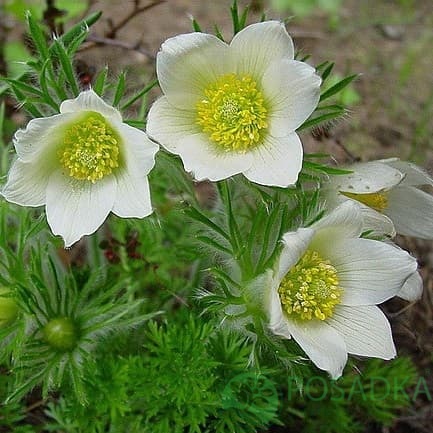 картинка Прострел сон-трава белая (Pulsatilla alba) 