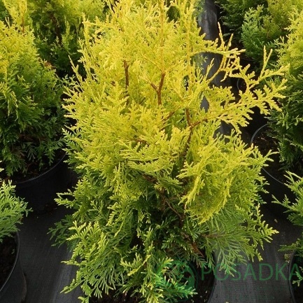 картинка Туя западня Голден Брабант  